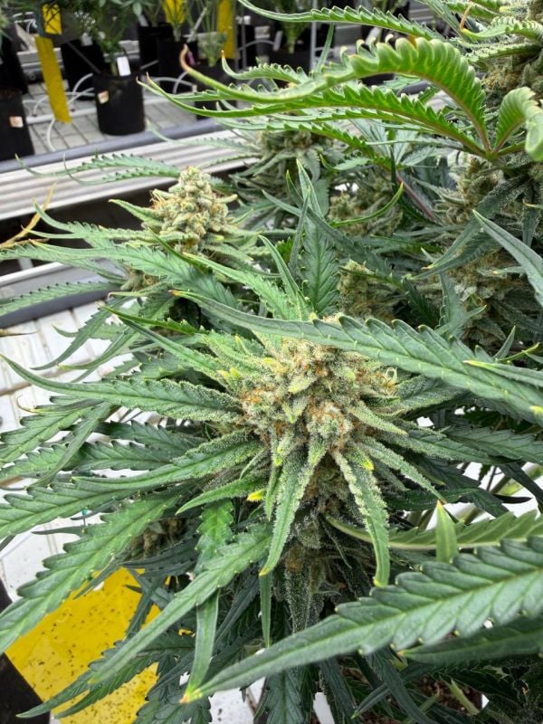 Instagram White Widow Auto