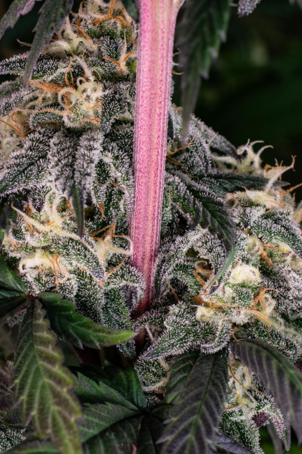 Instagram Lemon Cherry Runtz