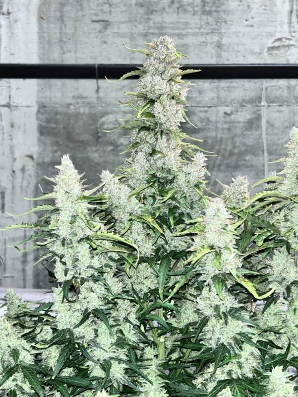 Instagram Gorilla Cookies Auto