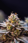 Instagram Gorilla Melon™