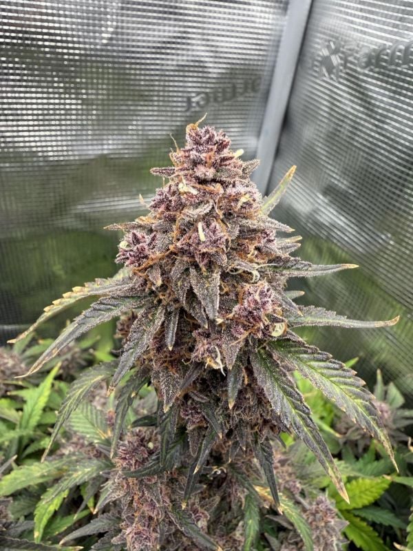 Instagram Banana Purple Punch Auto RF3