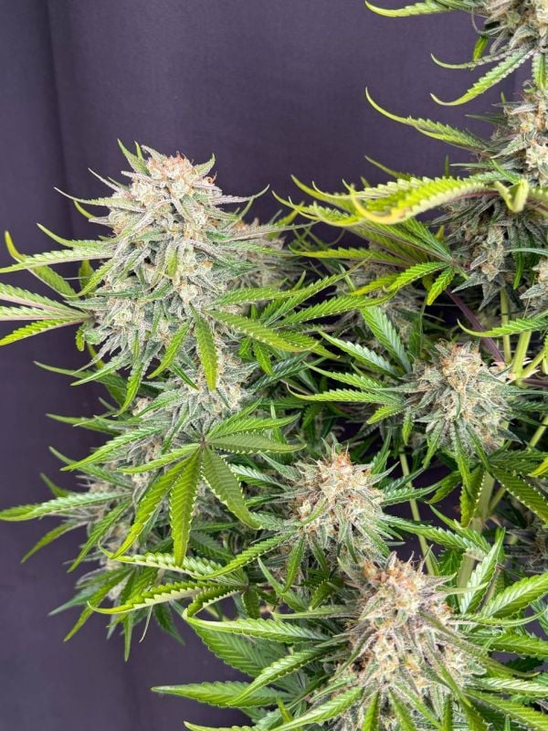 Instagram Cinderella Auto