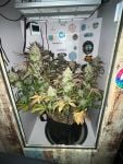 Instagram Guava Auto RF3™