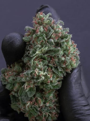 Instagram Sour Diesel Auto