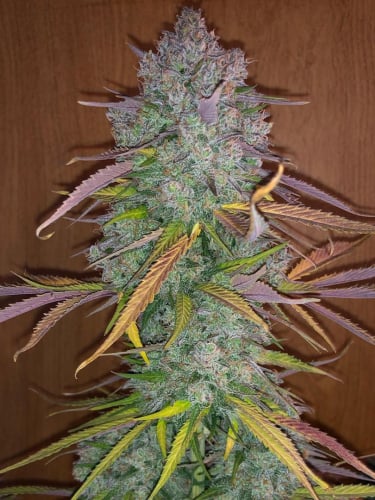 Instagram Cream Cookies Auto