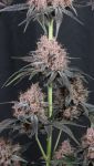 Instagram Mango Cherry Runtz Auto™