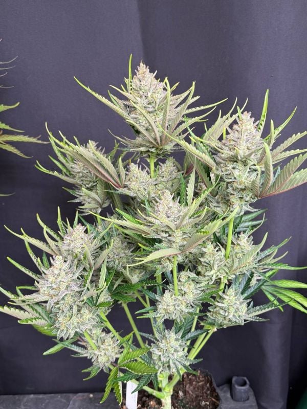 Instagram Trainwreck Auto