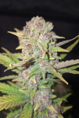 Instagram Purple Haze Auto™