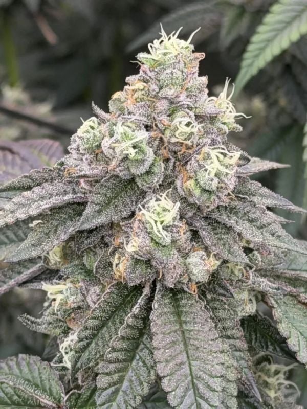 Instagram Garlic Mint Sherbet