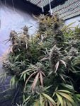 Instagram Pound Cake Auto™