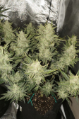 Instagram Gorilla Cookies Auto