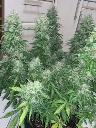 Instagram Lemon Pie Auto