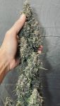 Instagram Banana Purple Punch Auto