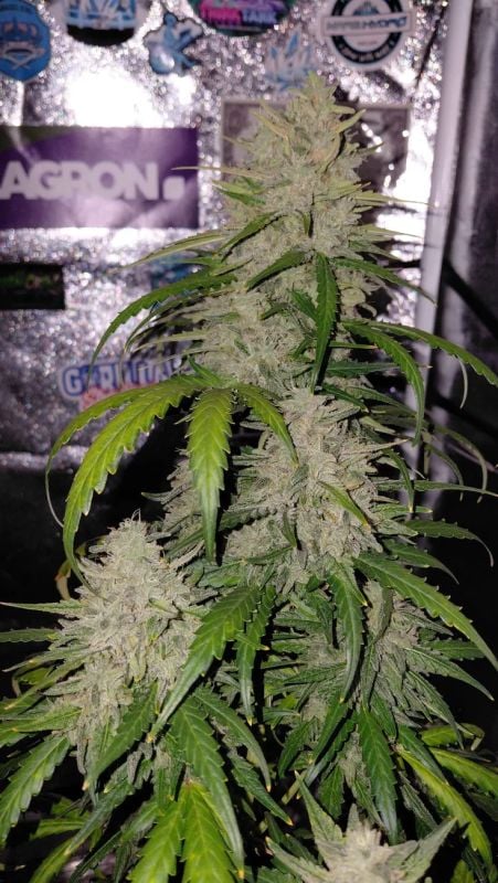 Instagram Banana Cherry Cookies Auto