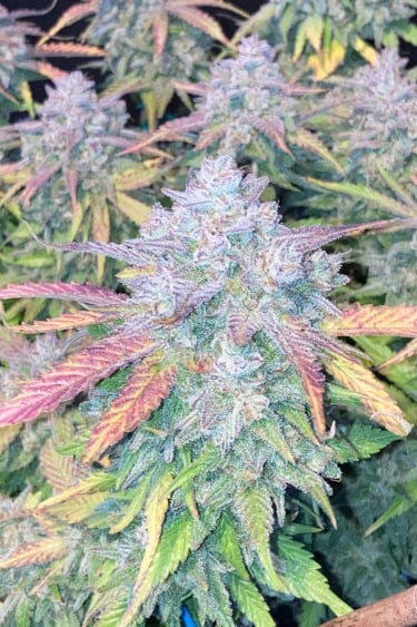 Instagram Gorilla Cookies Auto