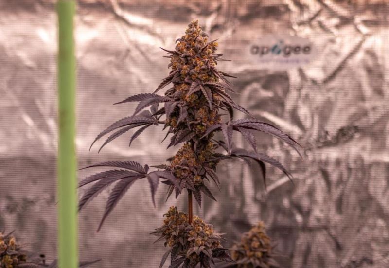 Instagram Lemon Cherry Runtz