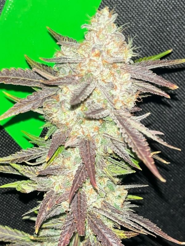 AUTO | Mendo Frost Auto™