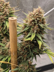 Instagram LSD-25 Auto