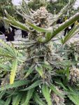 Instagram White Widow Auto