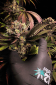 Instagram Gorilla Cookies FF