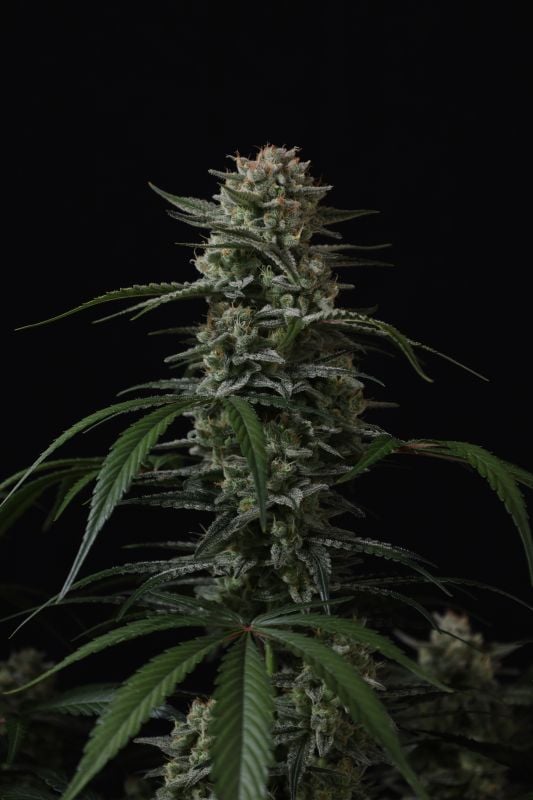 Instagram Banana Cherry Cookies Auto