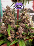 Instagram Purple Punch Auto