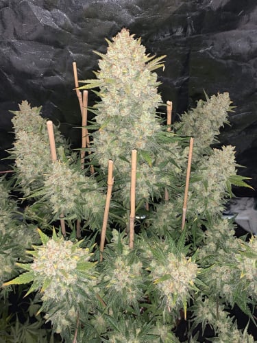 Instagram OG Kush Auto