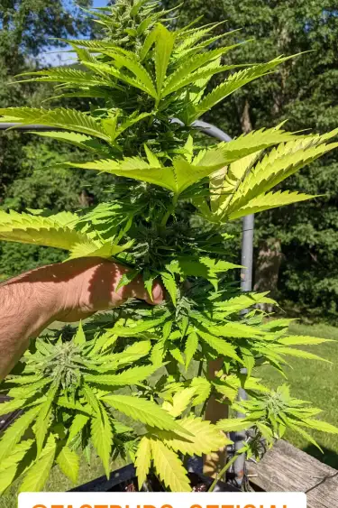 Instagram Moby Dick Auto