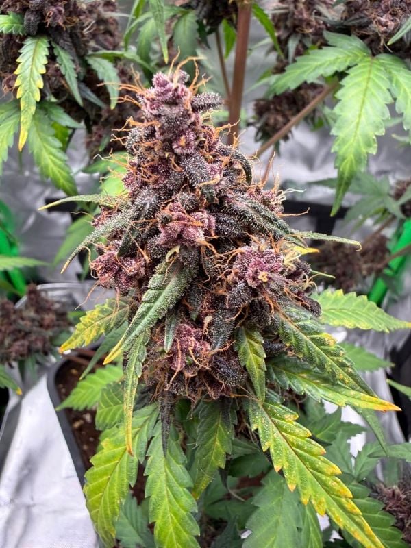 Instagram Purple Lemonade Auto RF3