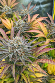 Instagram Tropicana Cookies FF