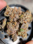 Instagram Guava Sundae Auto™