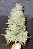 Instagram Gorilla Punch Auto