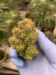 Instagram Cherry Cola Auto RF3™