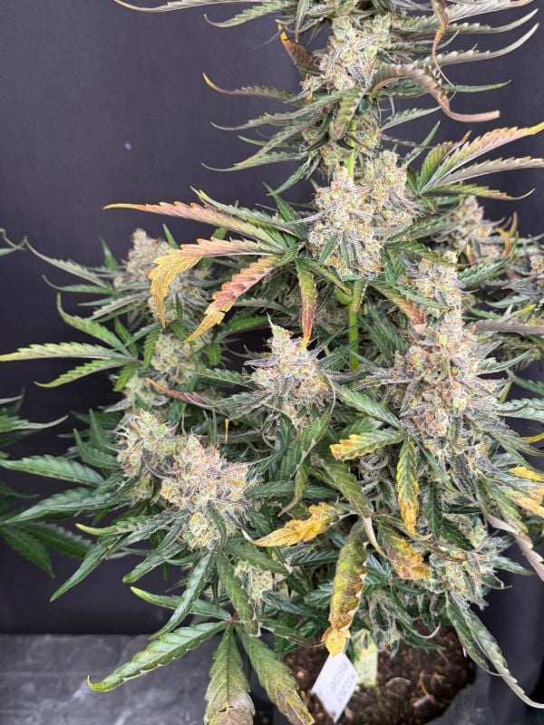 Instagram Big Bud Auto
