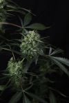 Instagram Banana Guava Auto™