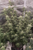 Instagram Tropicana Cookies FF