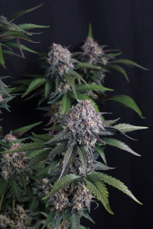 Instagram Lemon Cherry Sundae Auto