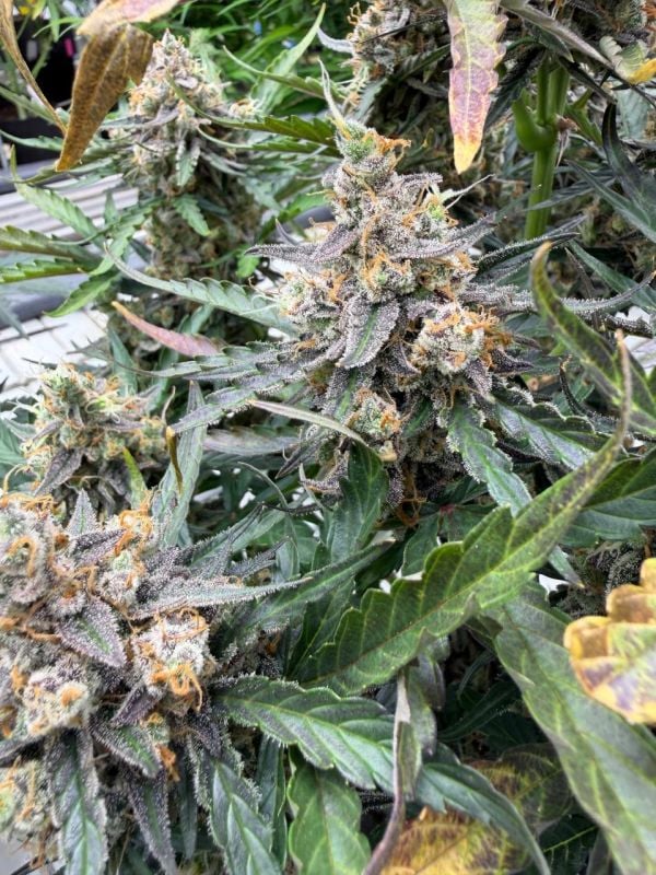 Instagram Big Bud Auto