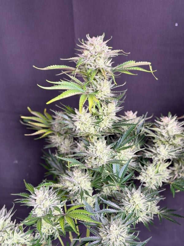 Instagram AK Auto