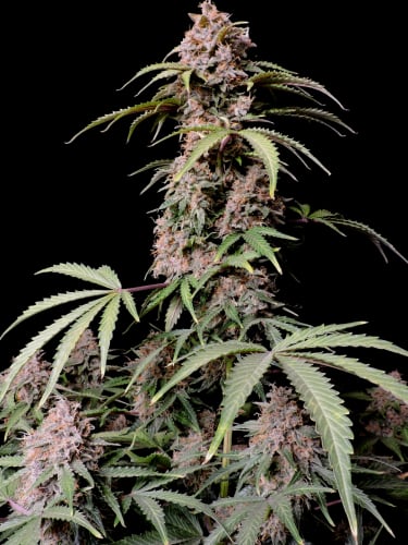 Instagram Amnesia Z Auto