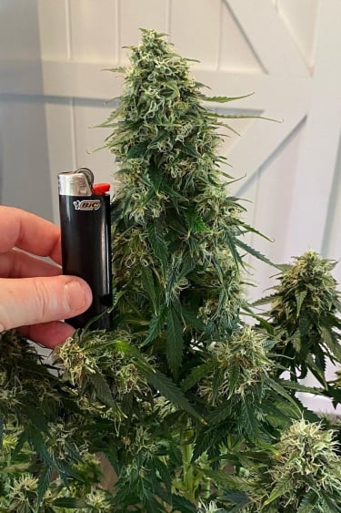 Instagram Trainwreck Auto