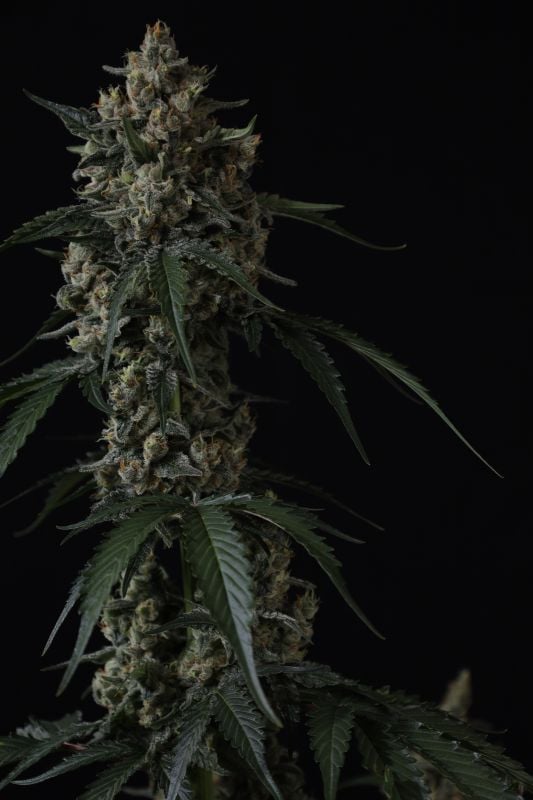 Instagram Banana Cherry Cookies Auto