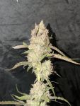 Instagram Guava Runtz Auto™
