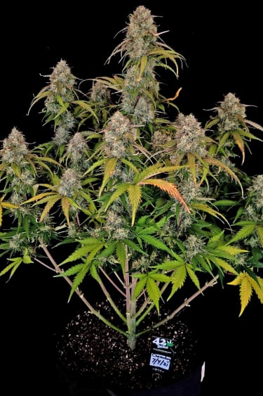 Instagram Chemdawg Auto