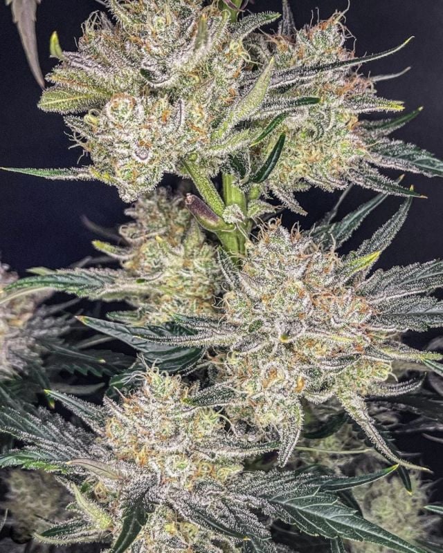 Instagram High Yielder Trial Pack