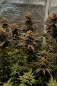 Instagram Gorilla Cookies FF