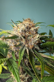 Instagram Lemon Cherry Cookies Auto