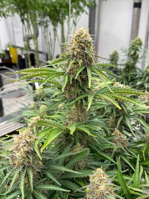 Instagram Moby Dick Auto