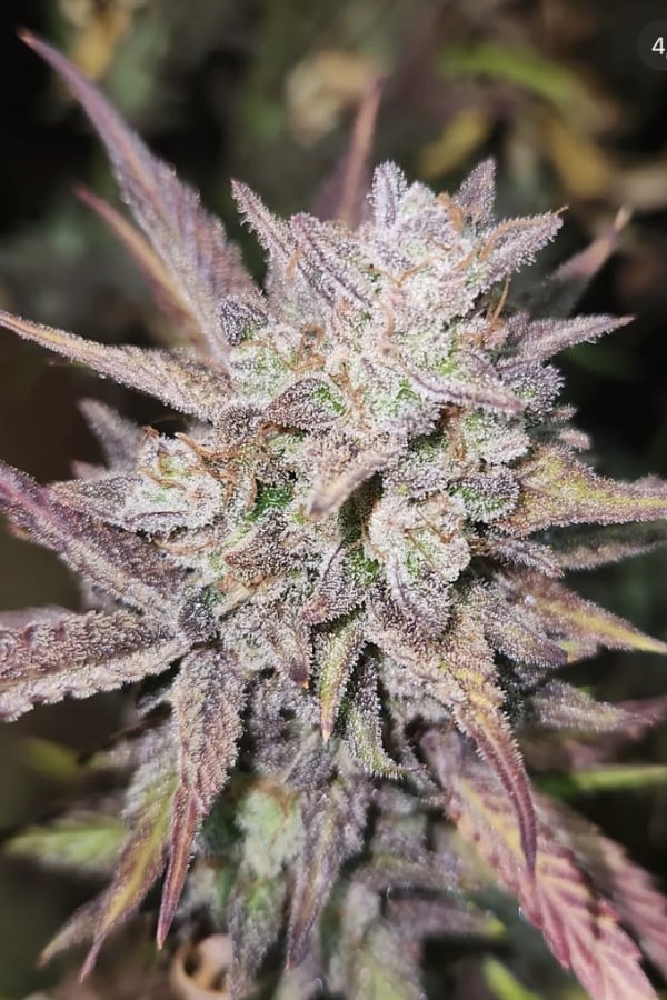 Buy Wedding Glue Auto Cannabis Seeds | Fast Buds