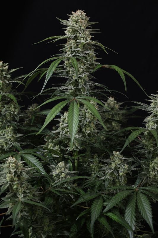 Instagram Banana Cherry Cookies Auto